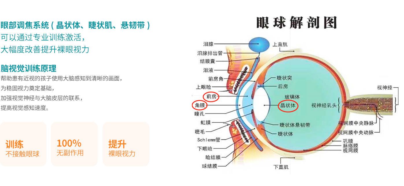 眼球解剖圖